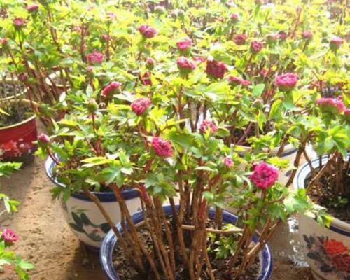 盆栽牡丹换土时间和方法（掌握换土的窍门让盆栽牡丹更茁壮生长）