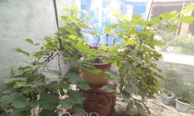 盆栽葡萄的矮化修剪方法（掌握这些技巧，让葡萄树变得更加美丽健康）