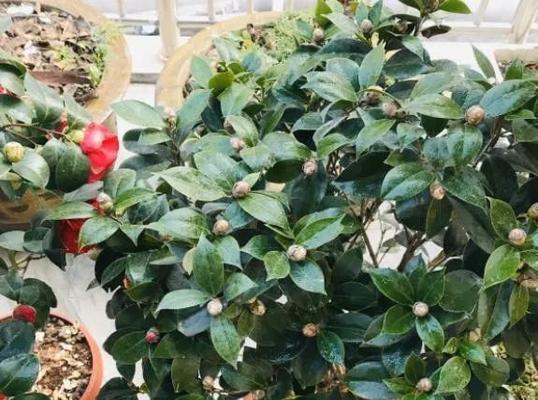 山茶花如何选择合适的肥料？（浇什么肥料，让山茶花开出最美的花朵？）