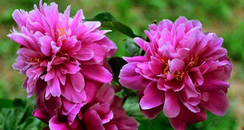 芍药花室内养护全攻略（室内养芍药不是梦，从选种到养护一网打尽）