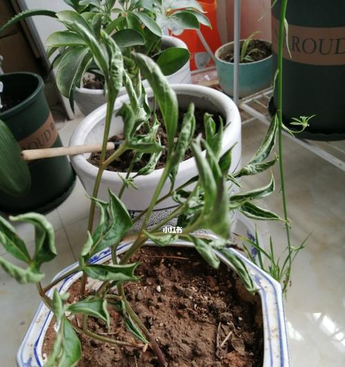 解决芍药叶子发蔫的问题（原因分析与补救方法，让芍药重现生机）