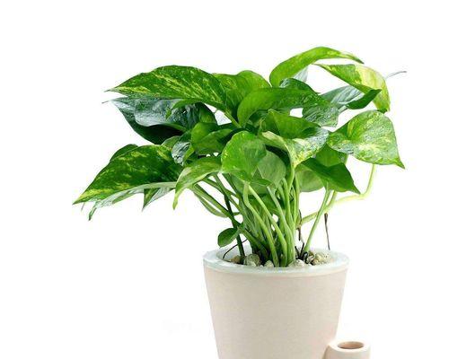 关公神像旁适合种植的植物（以“阳刚之气”为主题的植物选择）