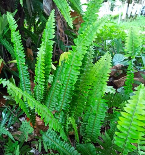 认识肾蕨——一种不一样的蕨类植物（肾蕨的特点、生长环境、营养价值和应用前景）