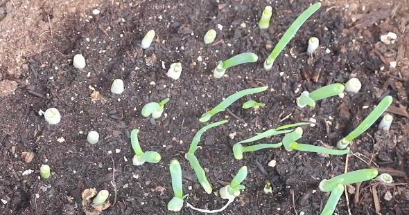 生菜从播种到发芽出苗时间详解（掌握生菜苗期，迎接丰收时刻）