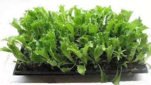 生菜种子发芽出苗和出土的时间及技巧（掌握生菜种子发芽和生长的窍门，轻松种出优质生菜）
