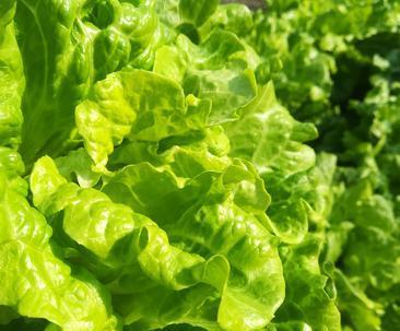 生菜亩产量多少斤，全面了解生菜的产量情况（掌握生菜种植要点，提高产量，让生菜产量更高效）