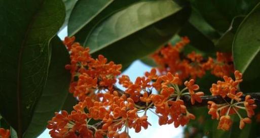 四季桂花的养殖方法和注意事项（打造美丽花园，从四季桂花开始）