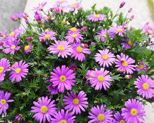 四季菊为什么不开花？（探究四季菊开花的原因和解决方法）