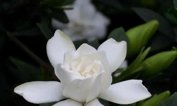 四季桅的开花习性（一年开几次花，你知道吗？）