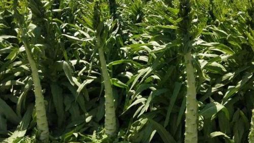 四季莴笋的种植时间和方法（四季莴笋种植技巧和注意事项）