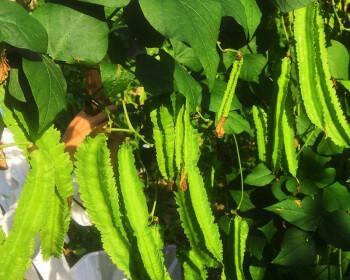 四角豆的种植时间和方法详解（掌握四角豆的种植时机，收获丰盈的果实）