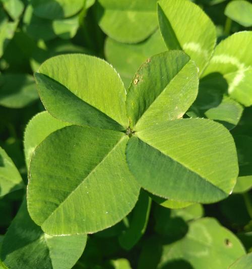 四叶草的样子和特点——探寻幸运之源