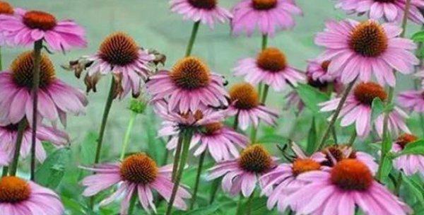 松果菊的花期在什么时候？——揭开松果菊花期的神秘面纱