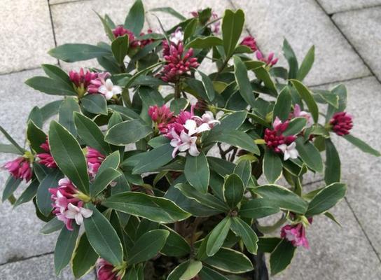 揭开松红梅真正面纱（探究松红梅的植物学身份及特征）