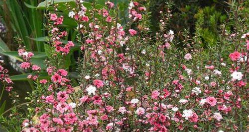 松红梅的开花时间及次数（松红梅的花期、开花时间和保养技巧）