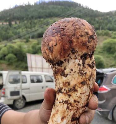 松茸的生长环境和分布范围（探究松茸生长的地理分布和气候条件）
