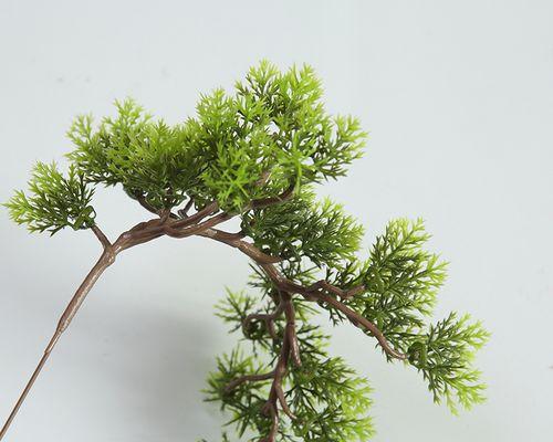松针树盆景的养护方法（打造自然风格的小清新空间）