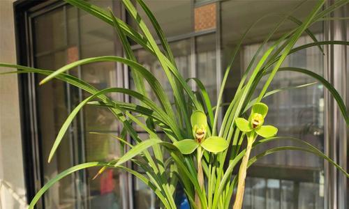 宋梅兰花盛放时节（探秘宋梅兰花的开花时间及特点）