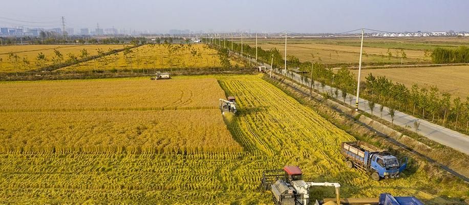 苏北水稻收割时间及注意事项（秋收季节的水稻，一定要注意这些问题！）