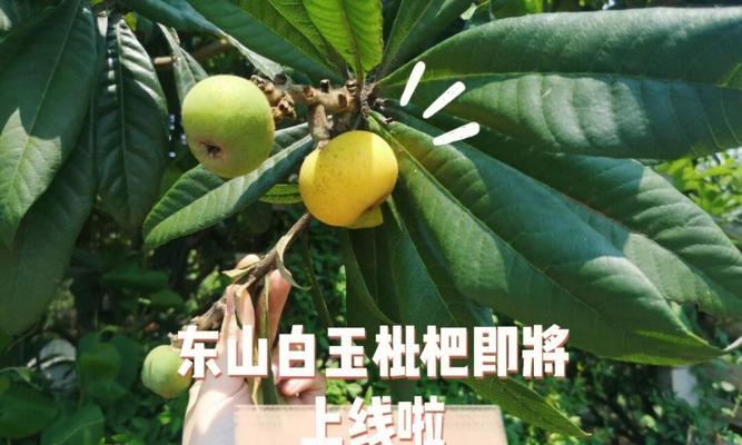 苏州东山枇杷的丰收时节（探寻枇杷成熟的时间和地点）