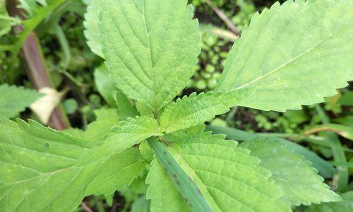 种植苏子叶的最佳时间（掌握正确的种植时间，助力苏子叶生长）