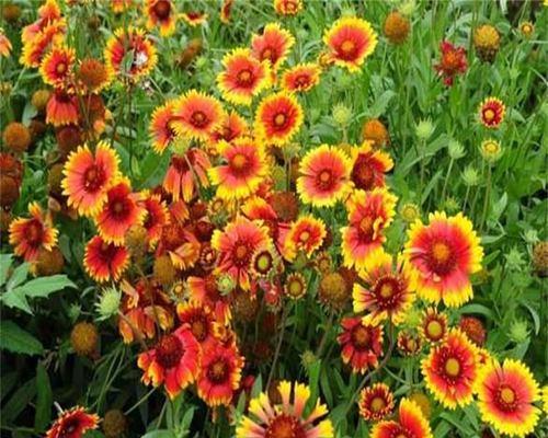 宿根天人菊花期详解（菊花开放时间、生长环境、养护方法全知道）