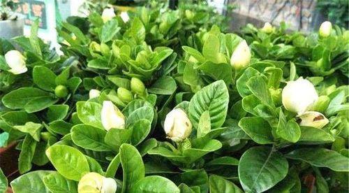 酸奶可以浇栀子花吗？（探究酸奶对栀子花的影响）