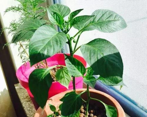 酸奶适合浇什么花？（探究酸奶对不同种类花卉生长的影响）