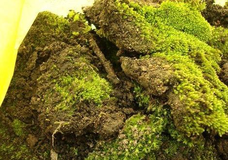 苔藓土可否直接种花？（用苔藓土种花需要注意的事项）