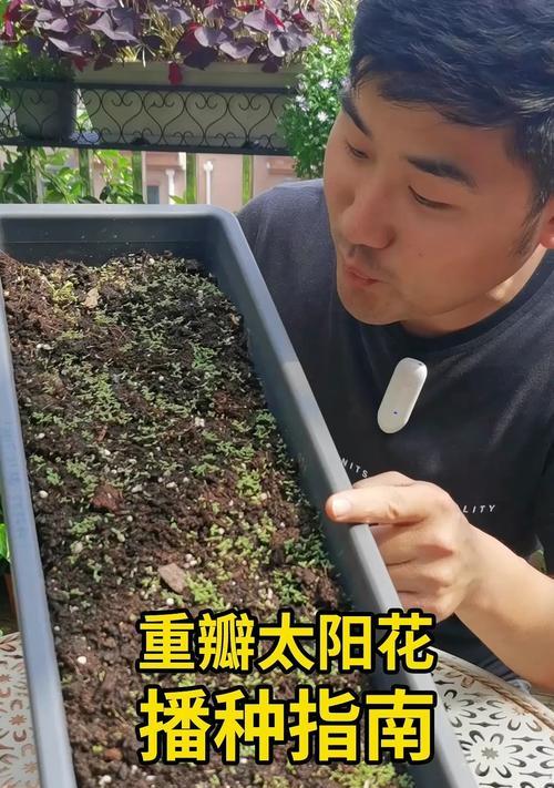 太阳花种子发芽时间详解（从选择种子到管理技巧，一文带你get发芽秘籍！）