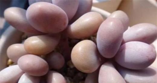 如何处理桃蛋的休眠期？（了解桃蛋的休眠期和处理方法）