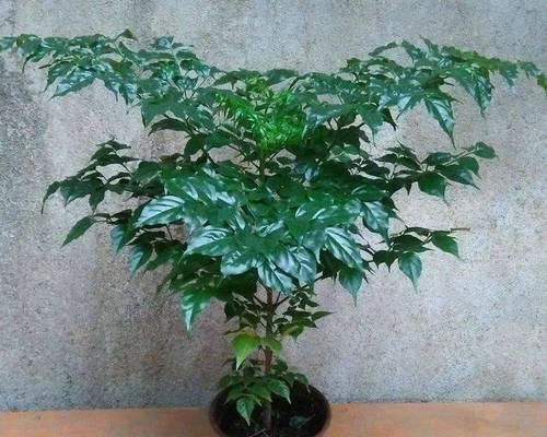 幸福树地栽，打造幸福生活
