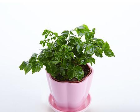 幸福树的茶水浇灌方法（幸福树的绿色生长秘诀）
