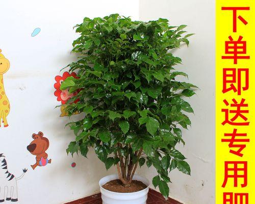 幸福树是木本植物吗？——探究幸福树的分类学位置