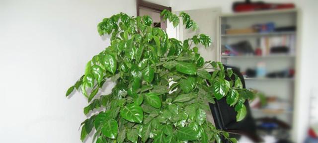 幸福树——家居好伴侣（适合家里养的植物，幸福树好养不好养？）