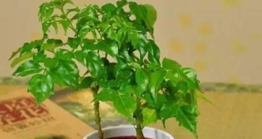幸福树的光照需求及养护方法（喜欢阳光还是喜欢阴凉？掌握这些知识，让幸福树生长更健康）