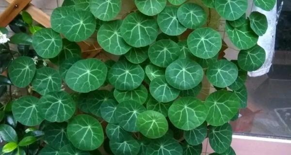 幸运草的浇水方法（如何科学地为幸运草浇水）