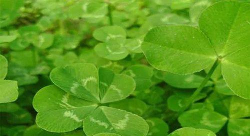 幸运草种植技巧大揭秘（最佳时间、地点、方法全面解析）