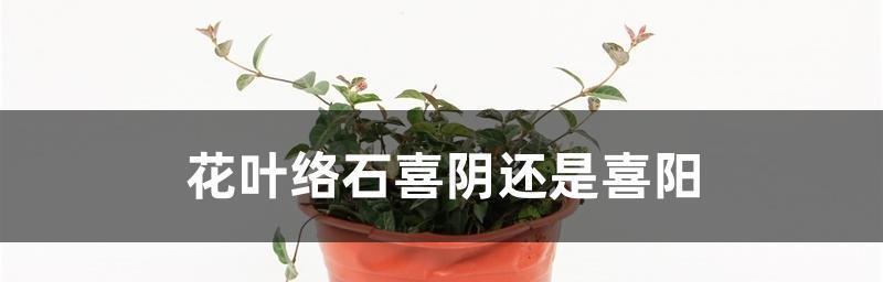 幸运草是喜阳还是喜阴？（探寻幸运草的适生环境。）