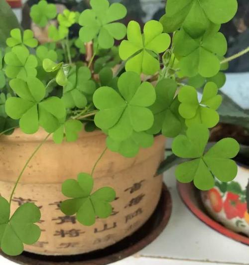 幸运草种子的种植方法详解（让你的家居也充满好运）