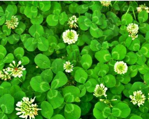 幸运草种子发芽周期及栽培技巧（种植幸运草，尽享自然之美）