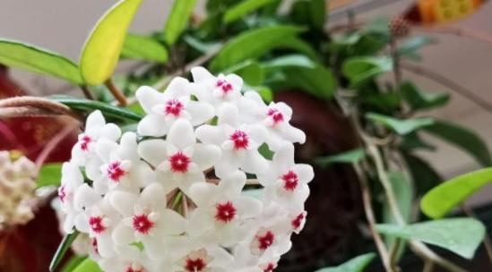 秀球花不开花的原因（揭秘秀球花生长过程中的问题及解决方法）