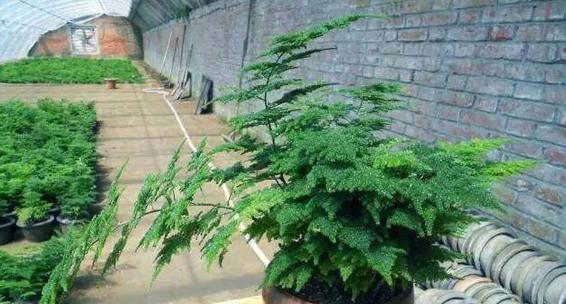 养殖袖珍树必知的注意事项（小巧可爱的袖珍树养护小贴士）