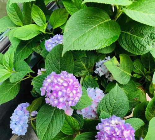 如何移盆绣球花？（掌握移盆技巧，让绣球花更美）