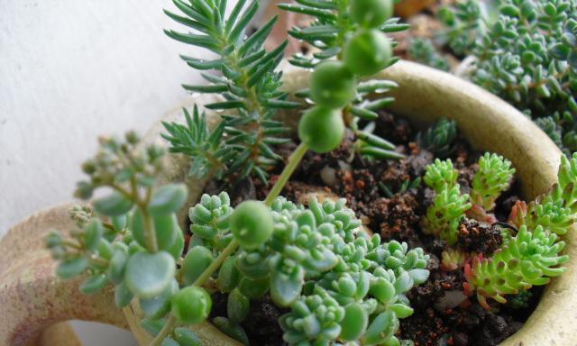 旋叶姬星美人的盆栽养护指南（了解旋叶姬星美人的生长特点，轻松掌握盆栽技巧）