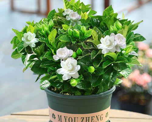 学生教室里适合种植的花卉植物（为学生创造绿色生活环境）