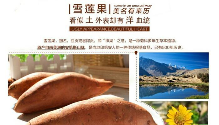 探秘雪莲果的生长环境（雪山之巅的奇妙果实）