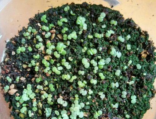 如何种植雪莲（从雪莲种子到开花全过程）