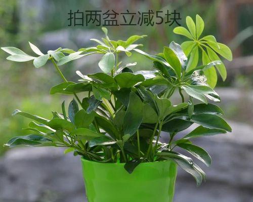 鸭脚木的耐寒性探究（零下多少度也不怕？解密鸭脚木的生存奥秘）