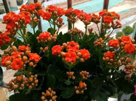 长寿花种植全攻略（长寿花适合几月份种植及注意事项）